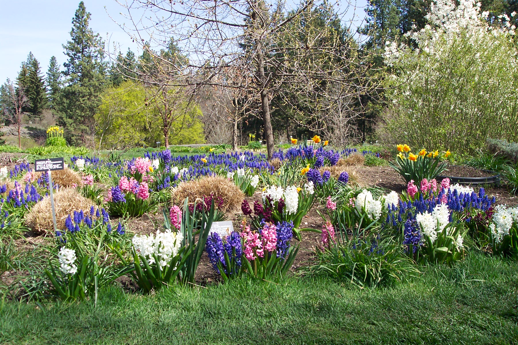 Hyacinth Aroma