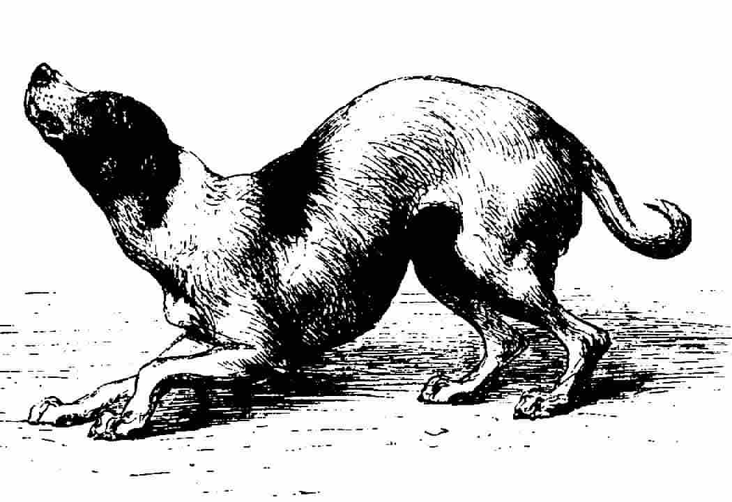 Darwin's Dog