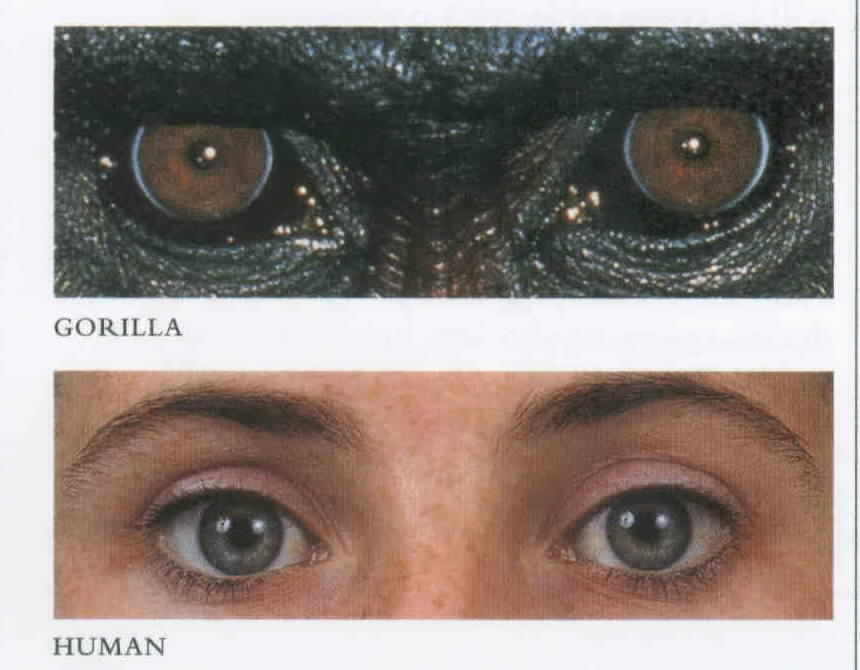 Primate Eyes