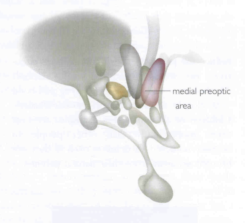 Nonverbal Nucleii of the Hypothalamus