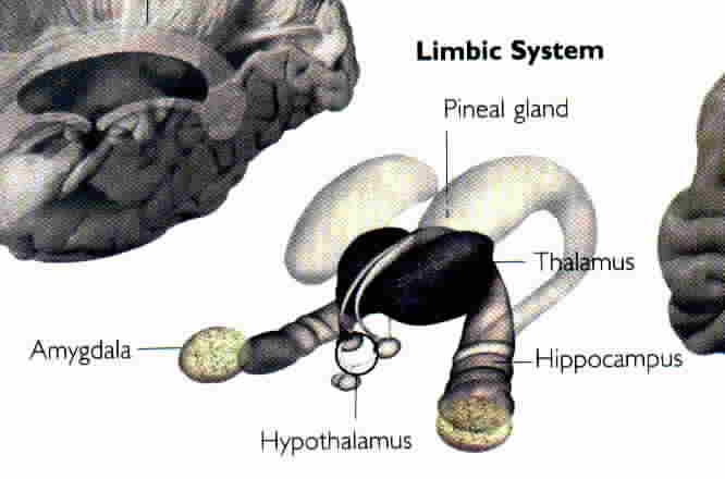 Limbic Brain Modules