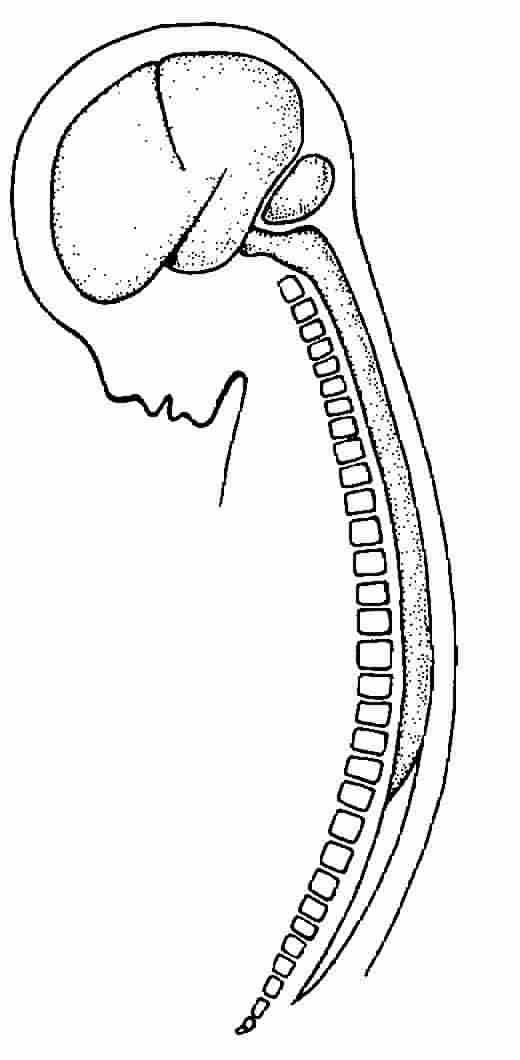 Nonverbal Brain (at Birth)